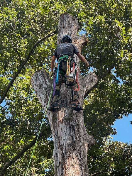 Common Ground Tree Service