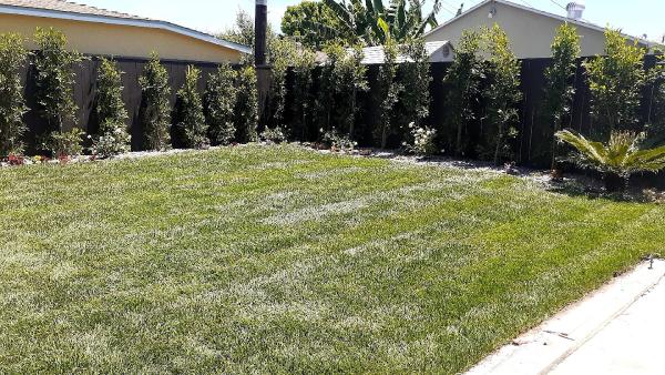 Supergreen Landscape
