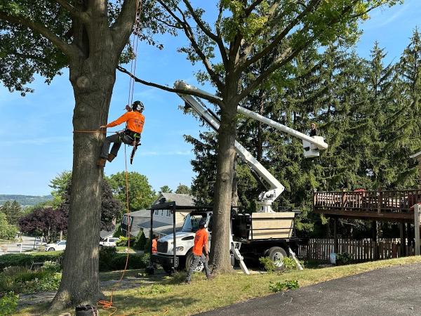 Lewis Burns Tree Service