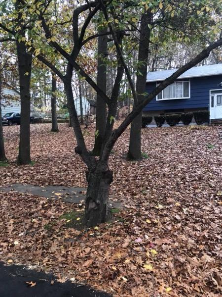 The Good Guys Lawncare LLC