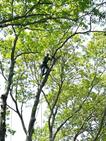 Suffolk Tree Work LI