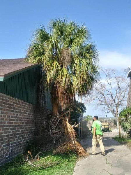CC Tree Service