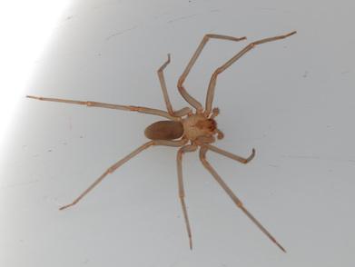 RVA Pest Elimination