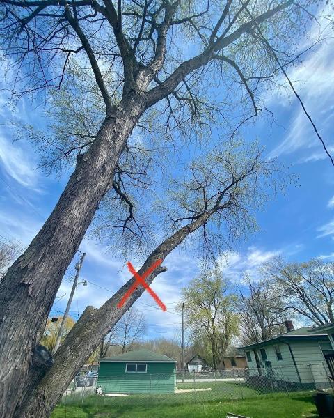 High Definition Tree Service