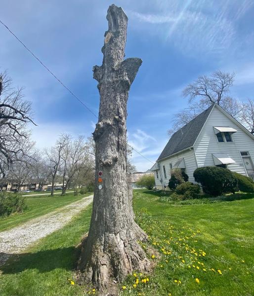 High Definition Tree Service