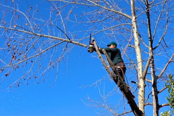 Jason's Tree Service
