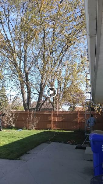 Aaron's Tree SVC