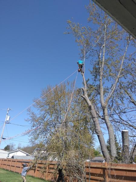 Aaron's Tree SVC