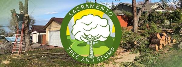 Sac Tree and Stump