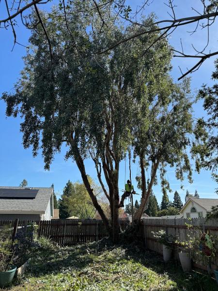Sac Tree and Stump
