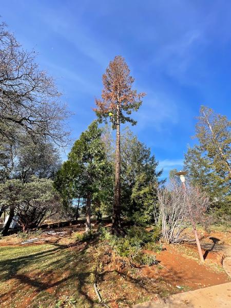 Sac Tree and Stump
