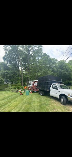 LD General Tree Care