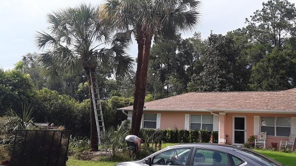 On the Ball Tree Service