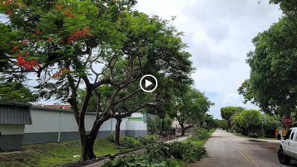 Downright Tree Cutting