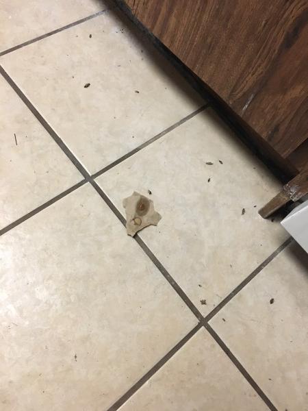 Asap Pest Solutions