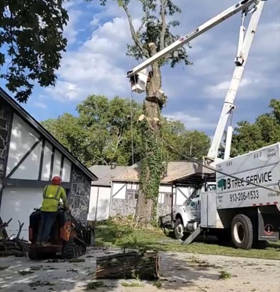 D & B Tree Service LLC