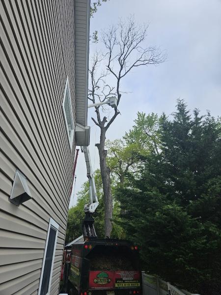 Morales Brothers Tree Service LLC