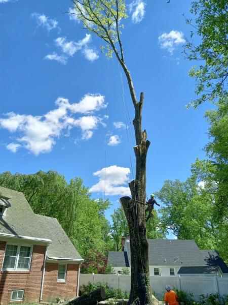 Mariano Tree Services Llc