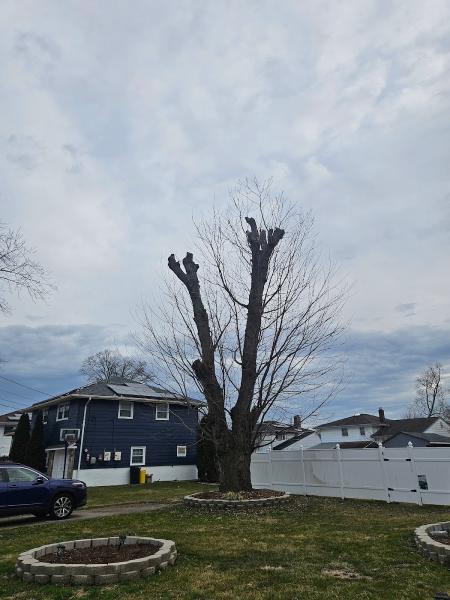 Mariano Tree Services Llc