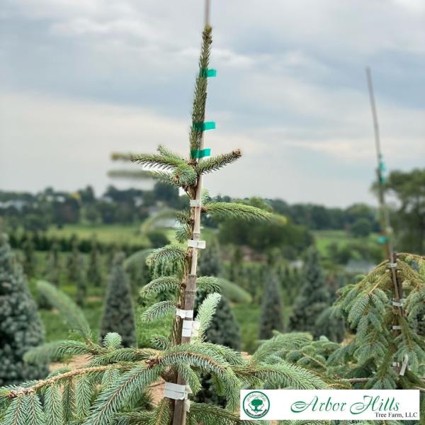 Arbor Hills Tree Farm