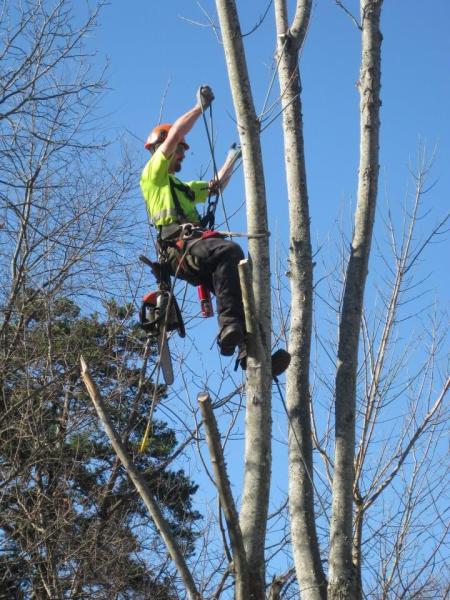 Royce's Tree Service