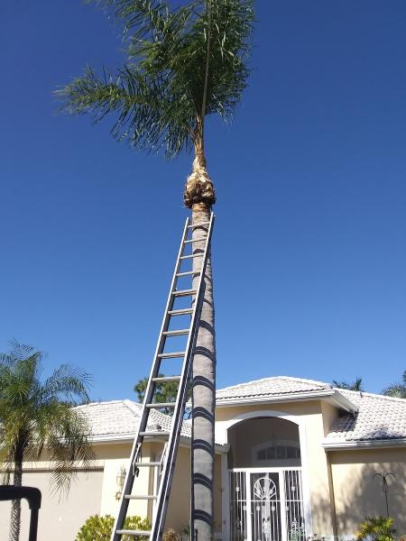 Carlton Depriest Tree Services LLC