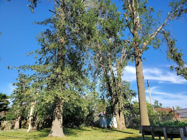 Top Notch Tree Service Inc.