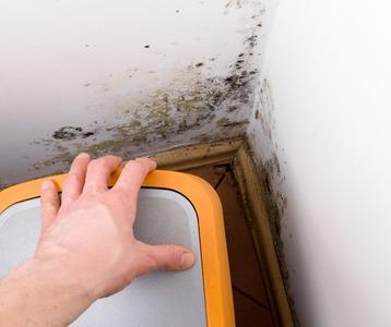Farmington Hills Mold Inspection