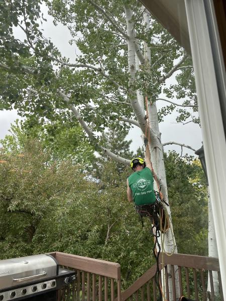 Little Bear Tree Service