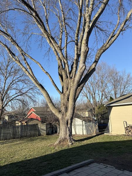 Nelson Tree Service LLC