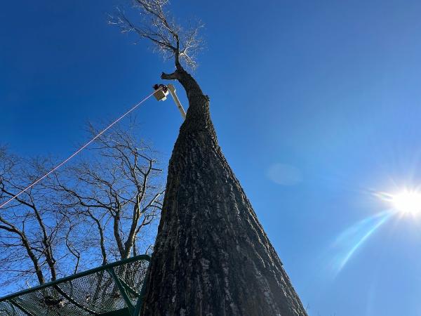 Billy Hummer's Tree Service & Stump Grinding