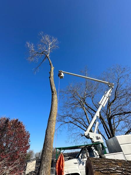 Billy Hummer's Tree Service & Stump Grinding