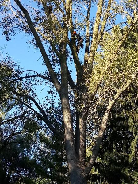 Sky High Tree Service Llc