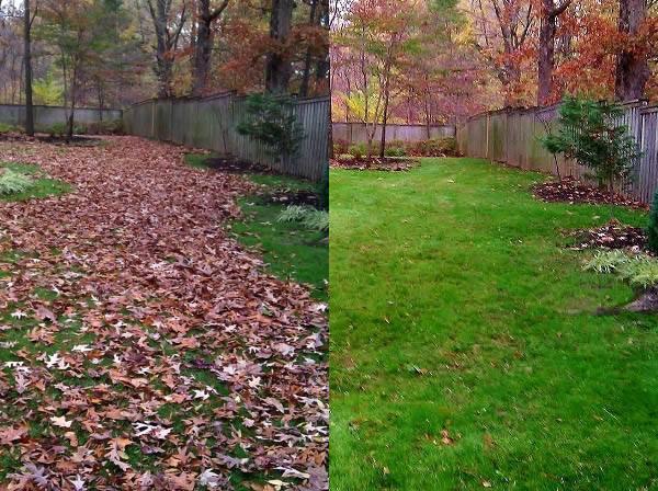 Green Shark Lawn Care