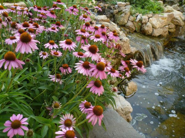 Home Sown Gardens LLC