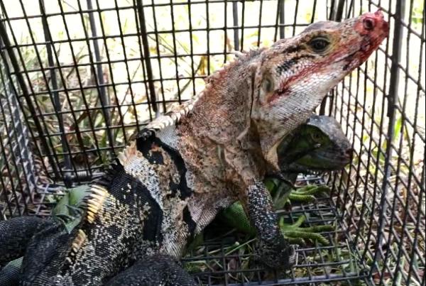 Wildlife Removal Services