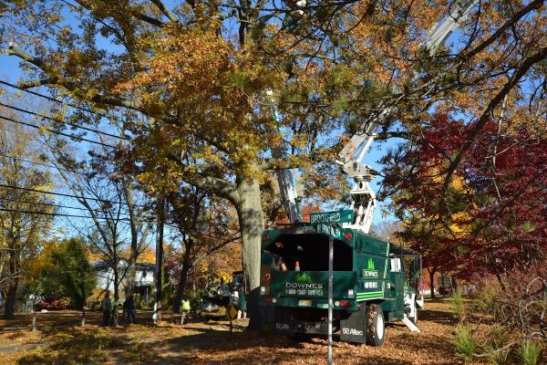 Downes Tree Service