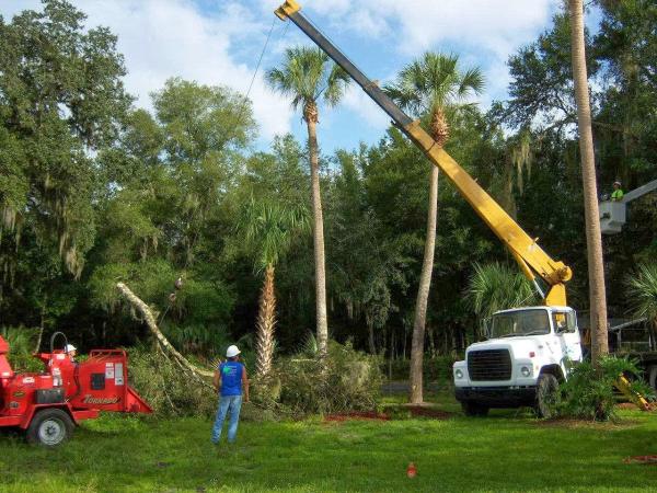 ACE Tree Service