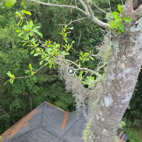 Gatorland Tree Service