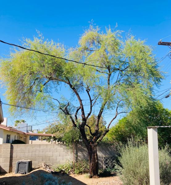 All About Trees