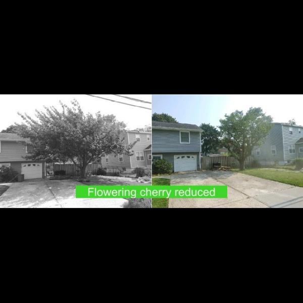 Off the Top Tree Service