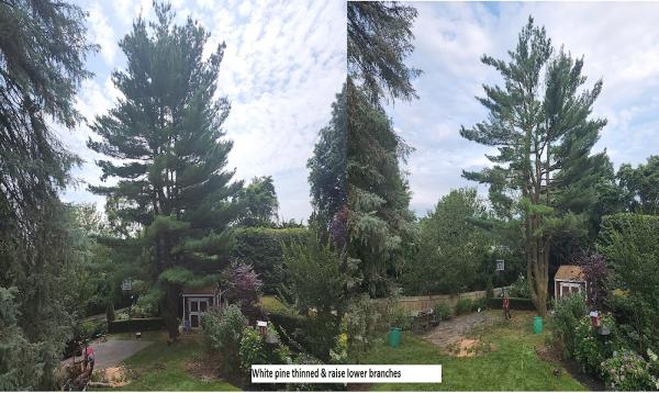 Off the Top Tree Service