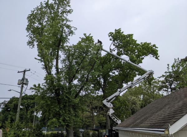 Off the Top Tree Service