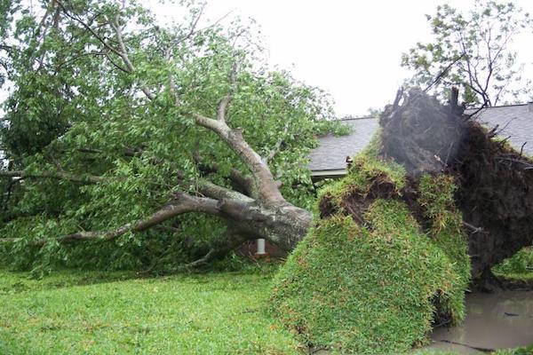 Birmingham Tree Service