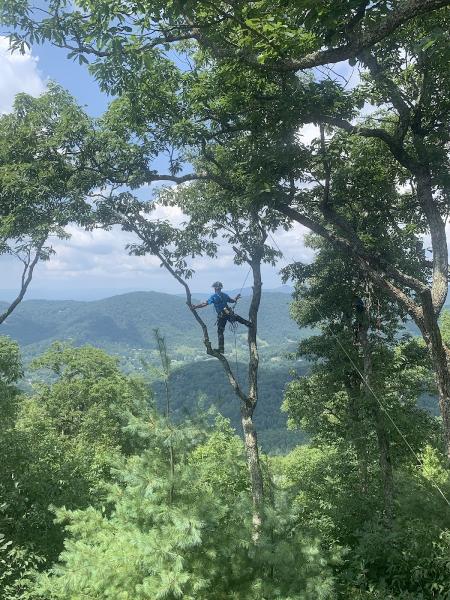 Linville Tree Service