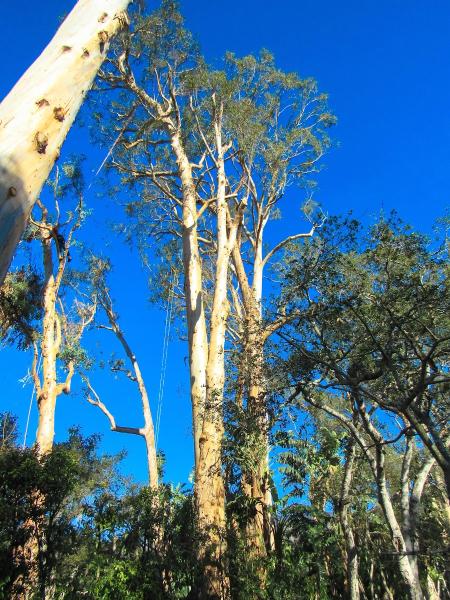 Montecito Tree Care