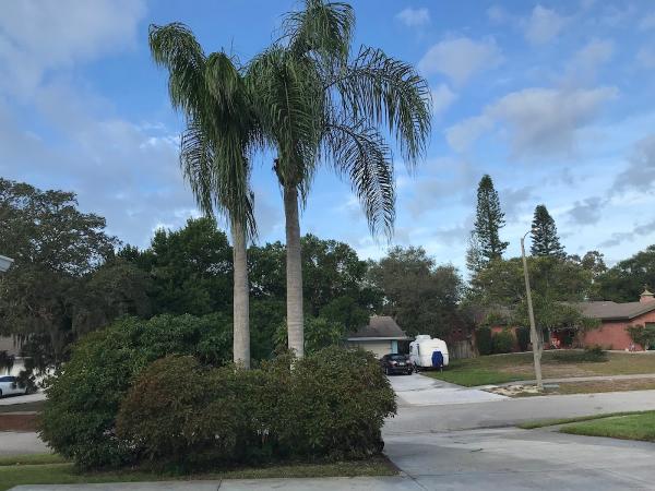 Andrew's Tree Care