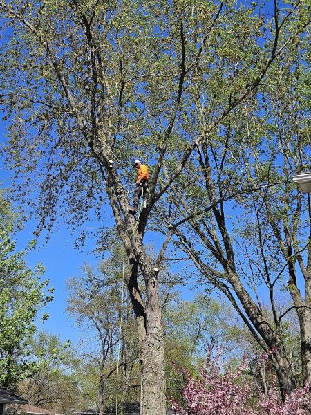 Elite Tree Management