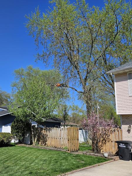 Elite Tree Management