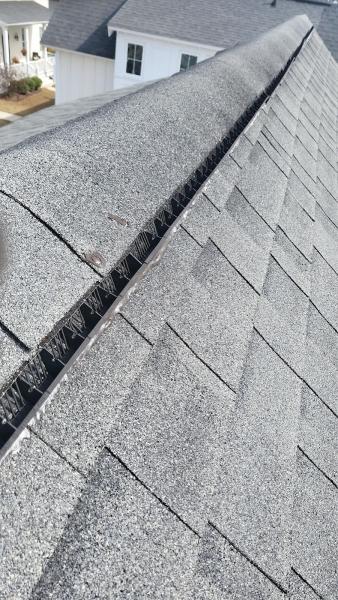 Metro Wildlife and Pest Control